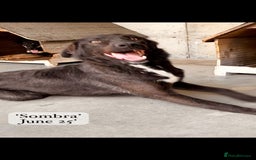 Mixed Breed dogs for adoption: Sombra, 1.5 yrs approx  Available for adoption  in Brixham - Image 2