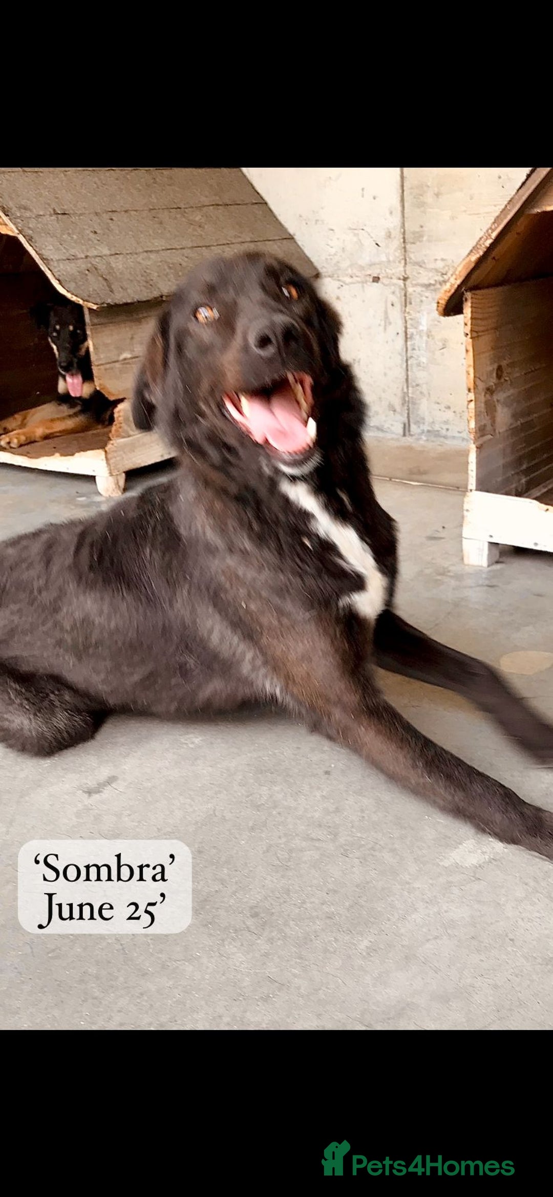 Mixed Breed dogs for adoption: Sombra, 1.5 yrs approx  Available for adoption  in Brixham - Image 2