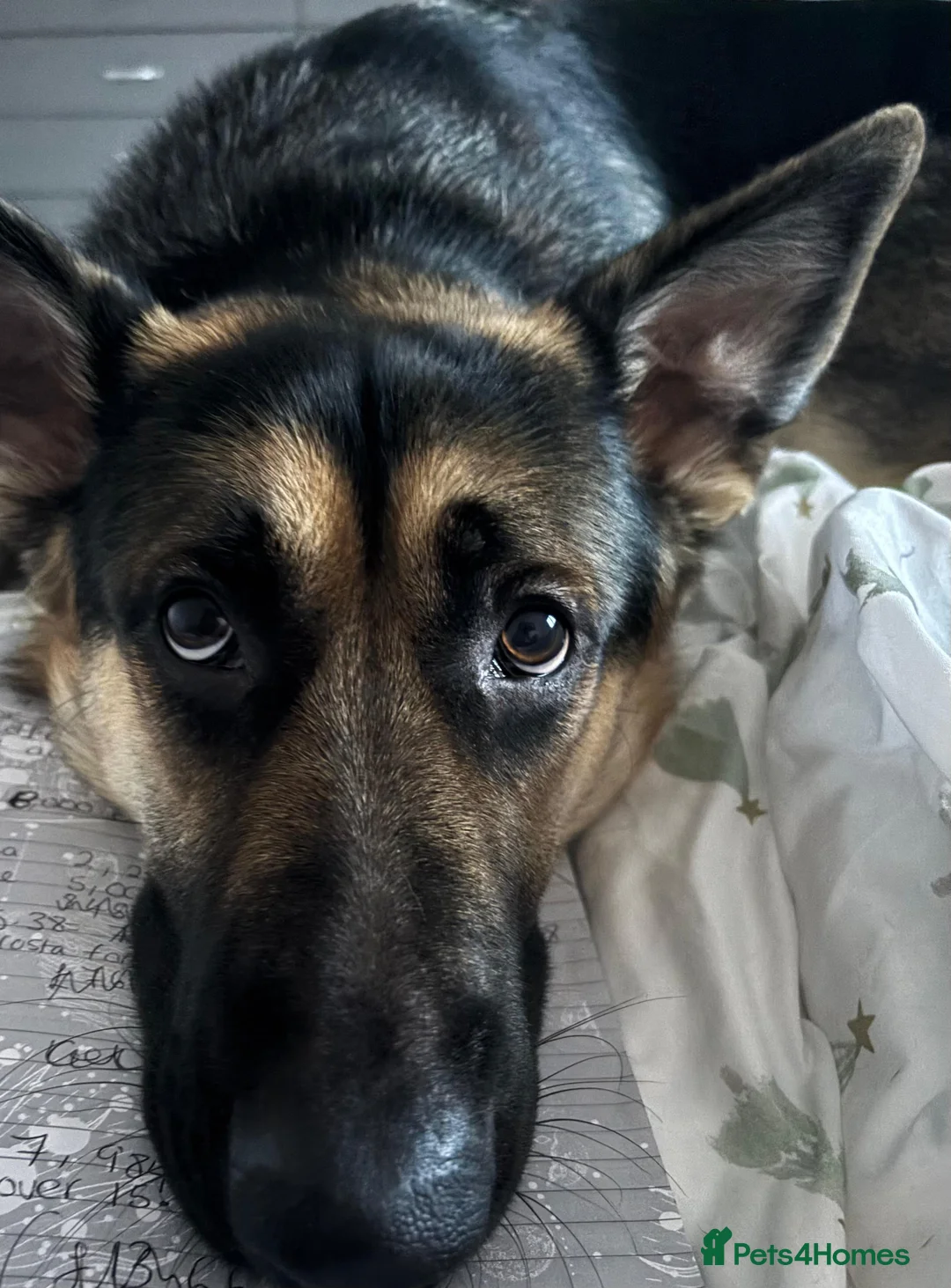 German Shepherd dogs for sale: Female 1 year old GSD - Advert 3