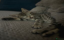 Maine Coon cats for sale: Beautiful tabby Maine Coon X kittens  - Image 14