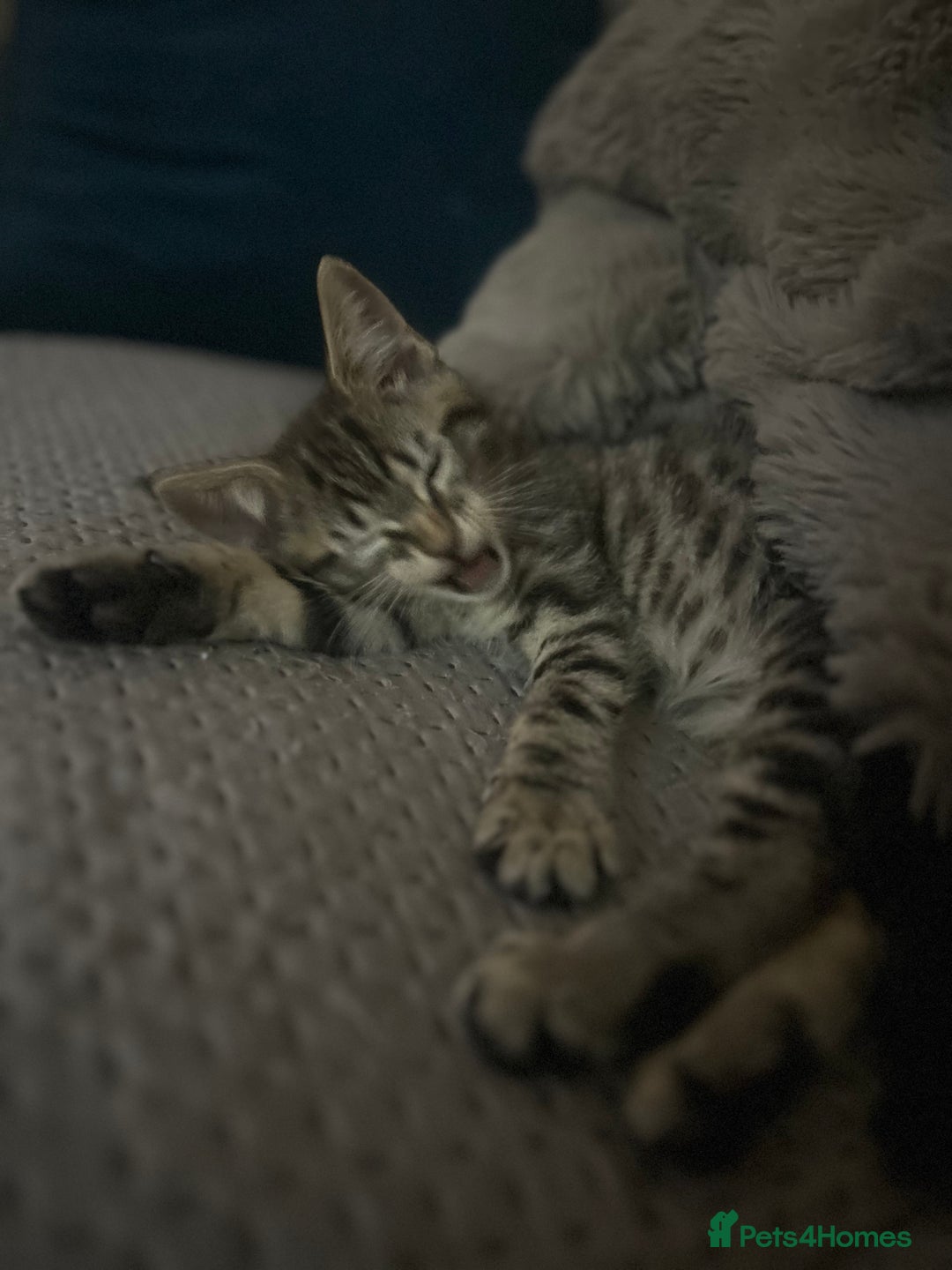 Maine Coon cats for sale: Beautiful tabby Maine Coon X kittens  - Image 14