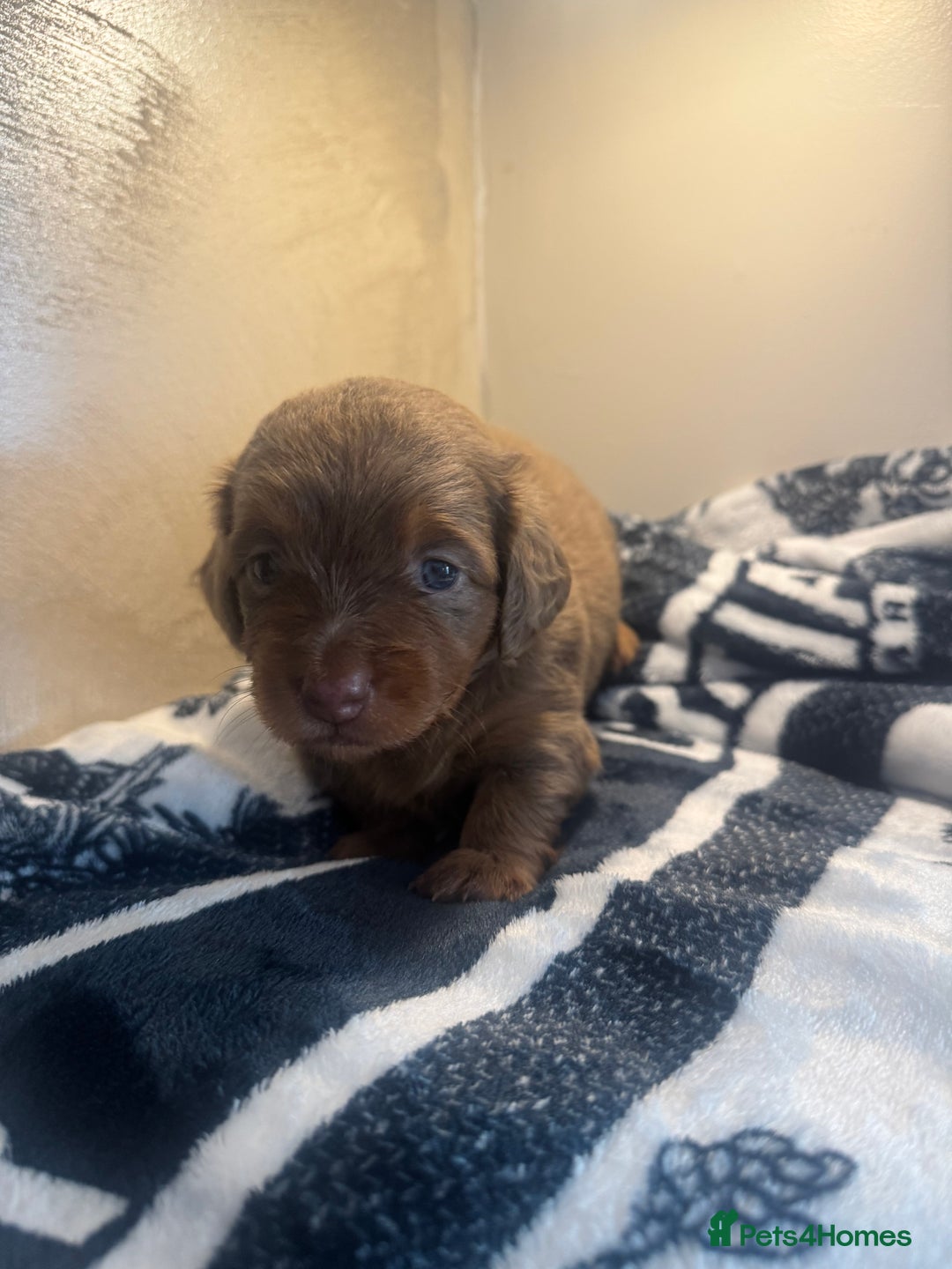 Miniature Dachshund dogs for sale: 3 Beautiful miniature longhair dachshund puppies - Image 21
