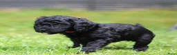 Cockapoo dogs for sale: F1B Cockapoo puppies… **4 still available** - Advert 8