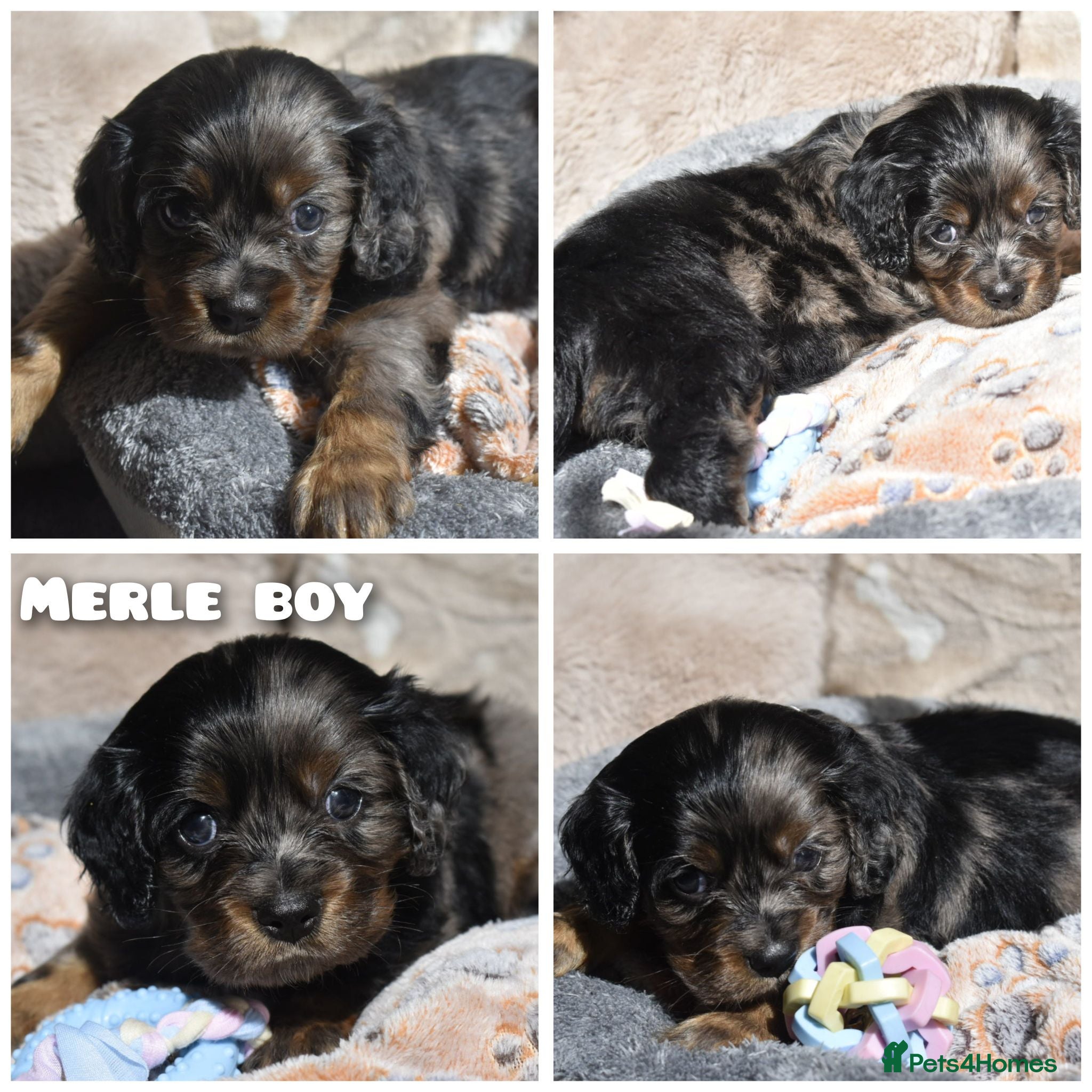 Cavapoo dogs Health Tested Cavapoo Puppies  - Advert 13