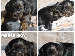 Cavapoo dogs Health Tested Cavapoo Puppies - Advert 13