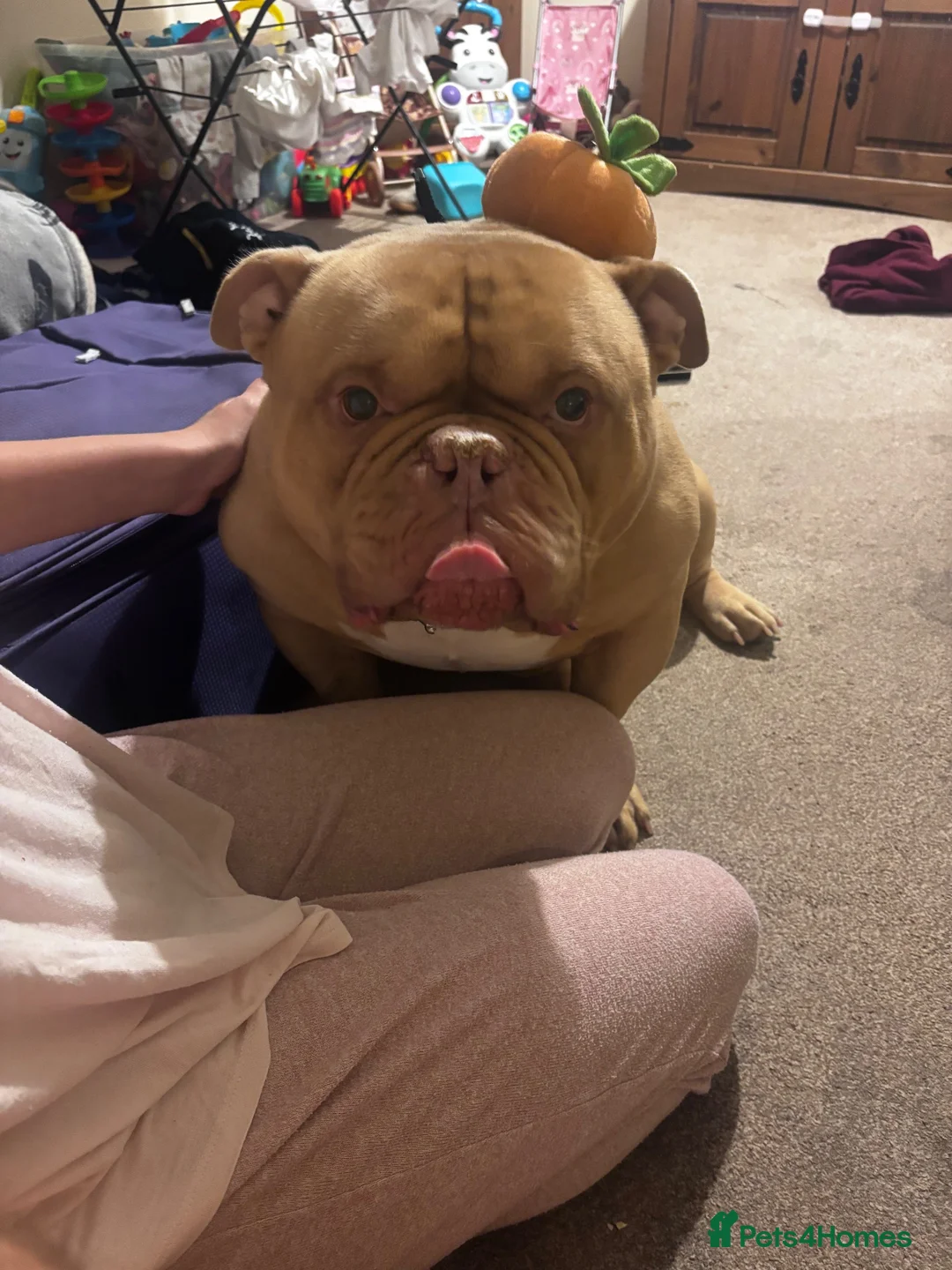 Mixed Breed dogs for stud: Marley in Southsea - Advert 8