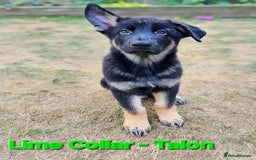 German Shepherd dogs for sale: 🔹️beautiful purebred straight back KC gsp's🔹️ - Image 6