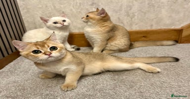 British Shorthair cats - Advert 2