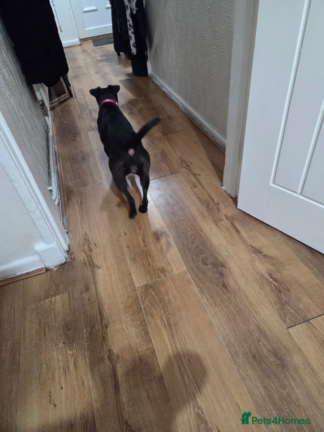 Patterdale Terrier dogs for sale: Patterdale terrier - Advert 4