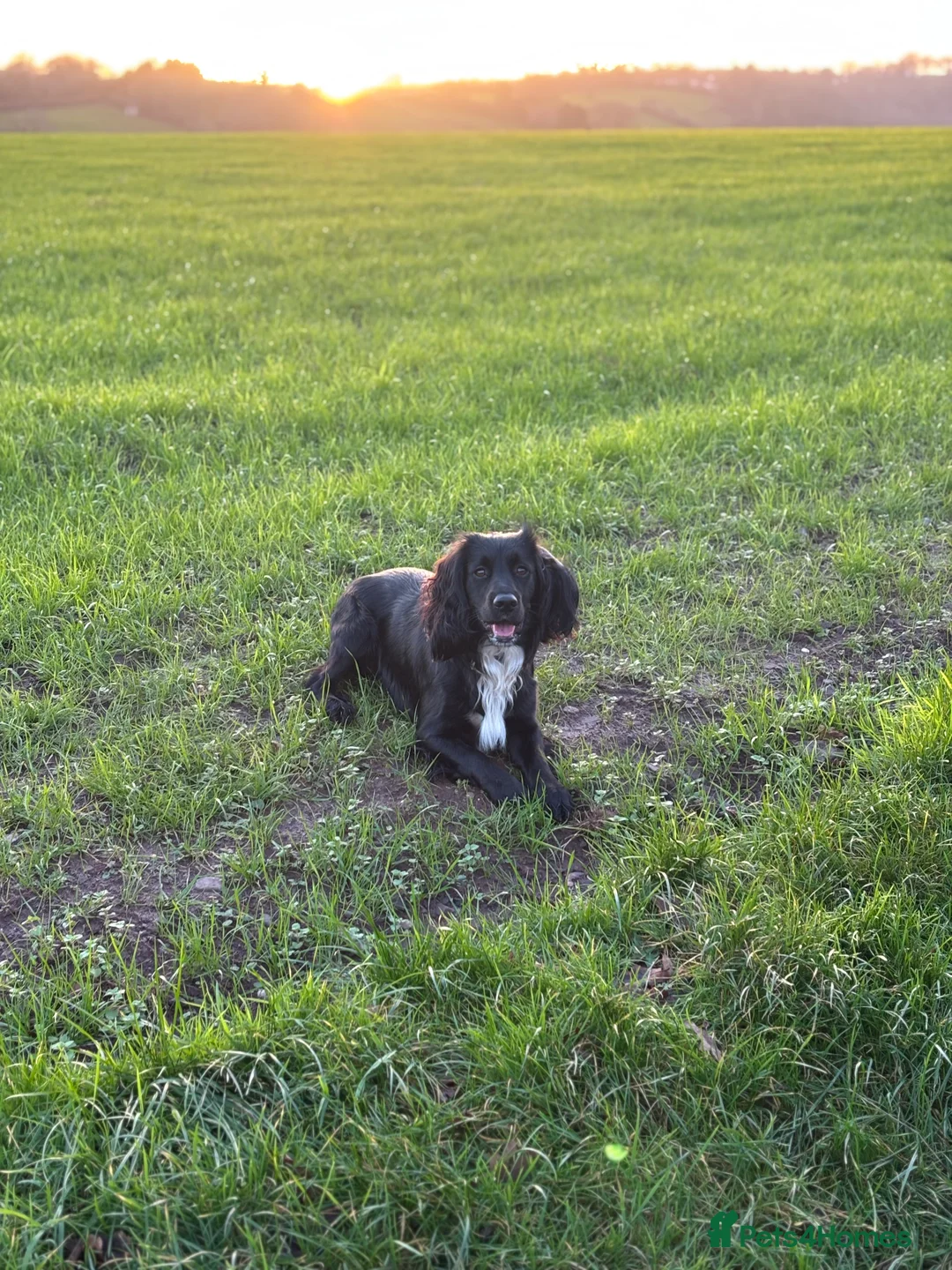 Sprocker dogs for stud: Black and white male sprocker spaniel  - Advert 4