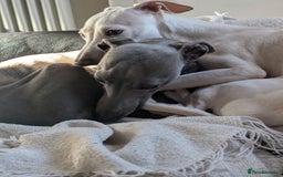 Italian Greyhound dogs for sale: Blue Italian Greyhound Puppies KC reg - Image 10