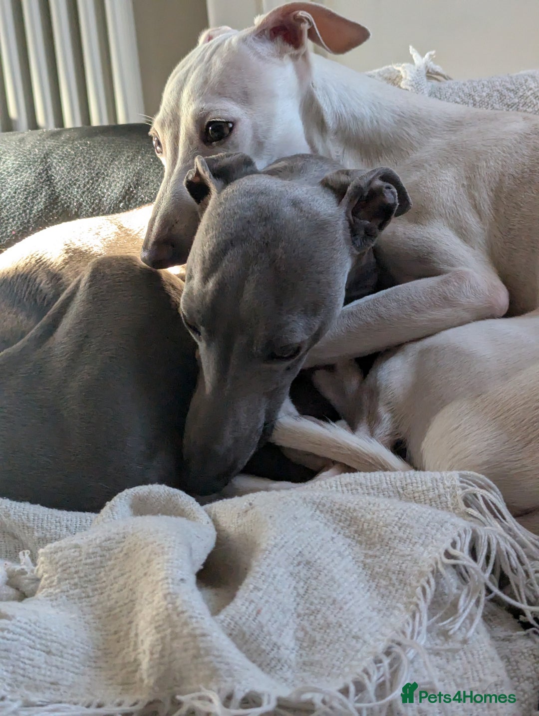 Italian Greyhound dogs for sale: Blue Italian Greyhound Puppies KC reg - Image 10