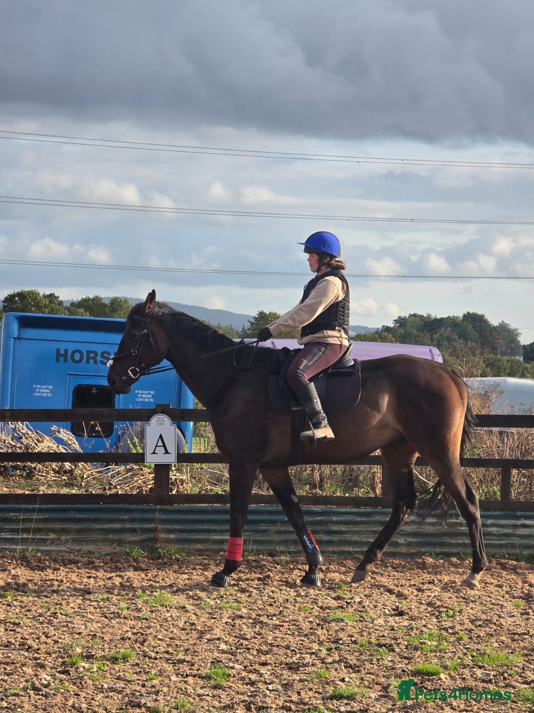 English Thoroughbred horses for sale: 17.3HH Thoroughbred  - Advert 3