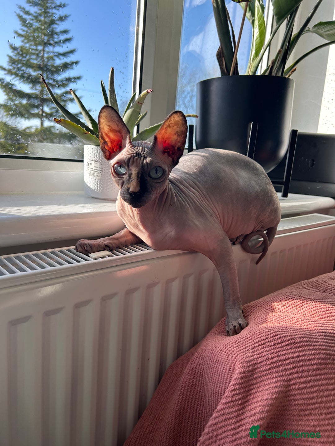 Sphynx cats for sale: Female sphynx looking for a new home  - Image 2
