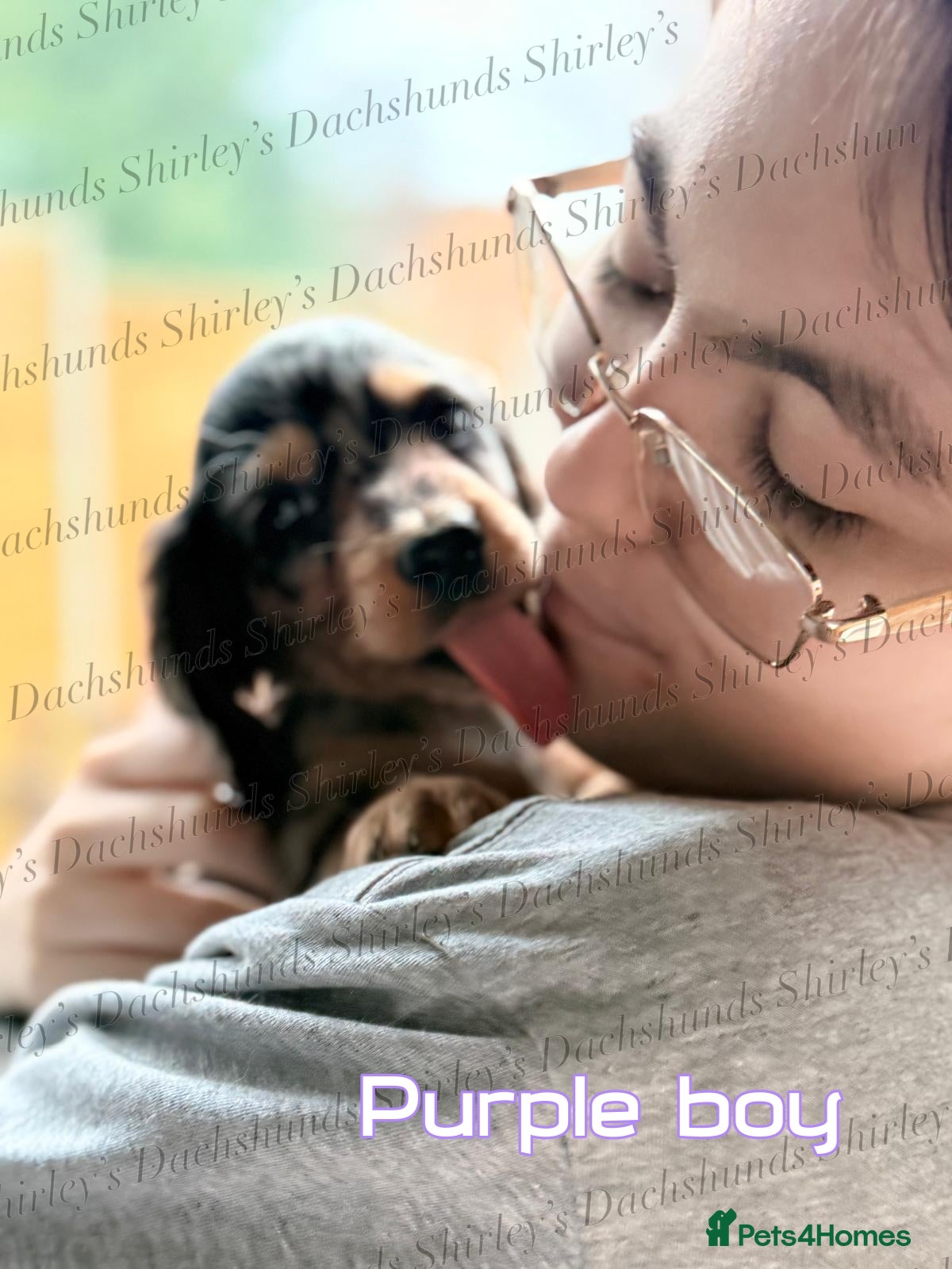 Miniature Dachshund dogs Ready to leave now. Silver Dapple Longhaired Minis - Advert 17