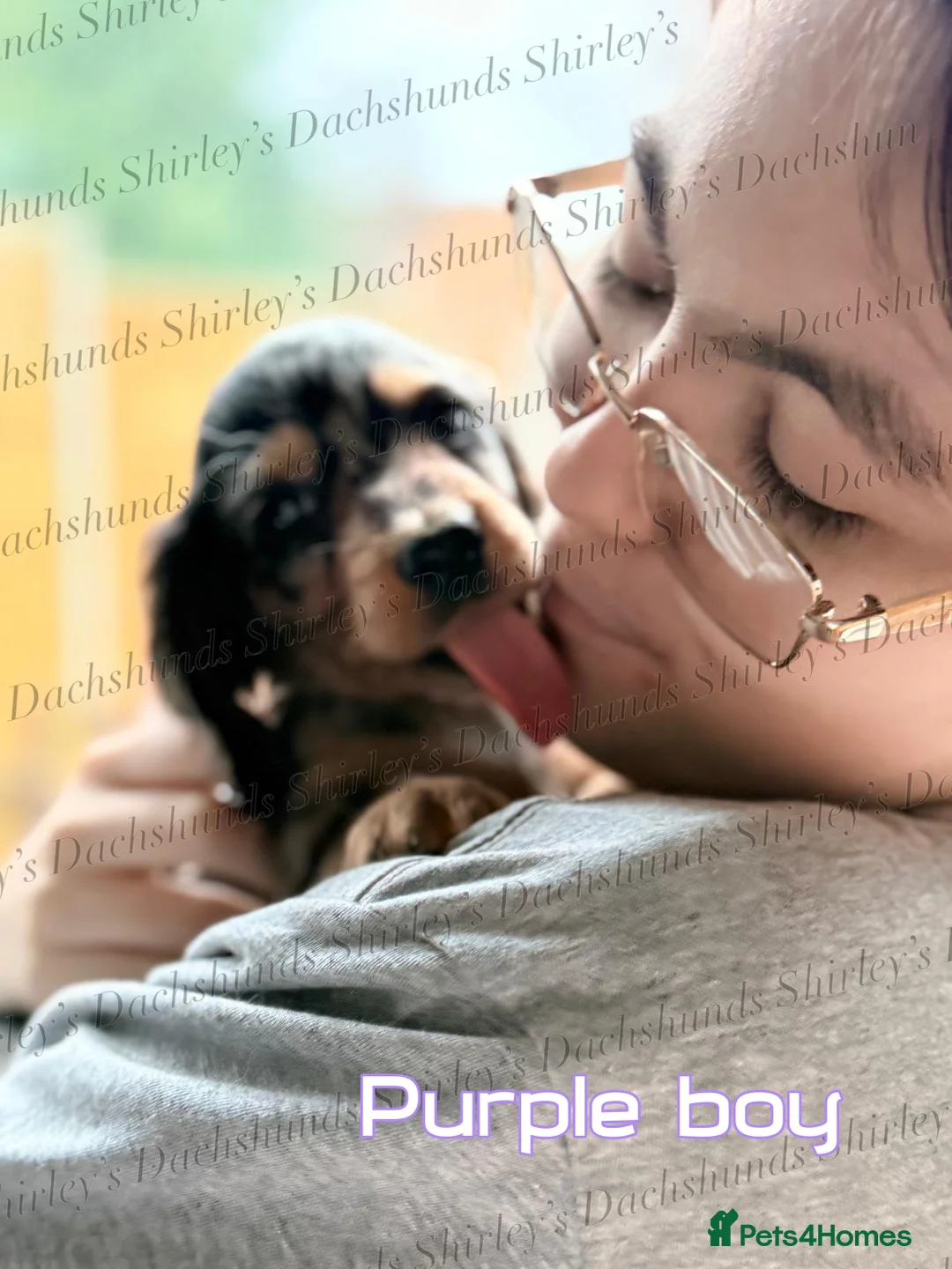 Miniature Dachshund dogs for sale: Ready to leave now. Silver Dapple Longhaired Minis - Advert 1