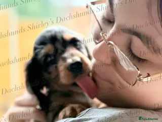 Miniature Dachshund dogs Ready to leave now. Silver Dapple Longhaired Minis - Advert 17