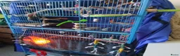 Budgerigars birds for sale: Eight Vibrant Budgies (EVERYTHING INCLUDED) in Haverfordwest - Advert 11