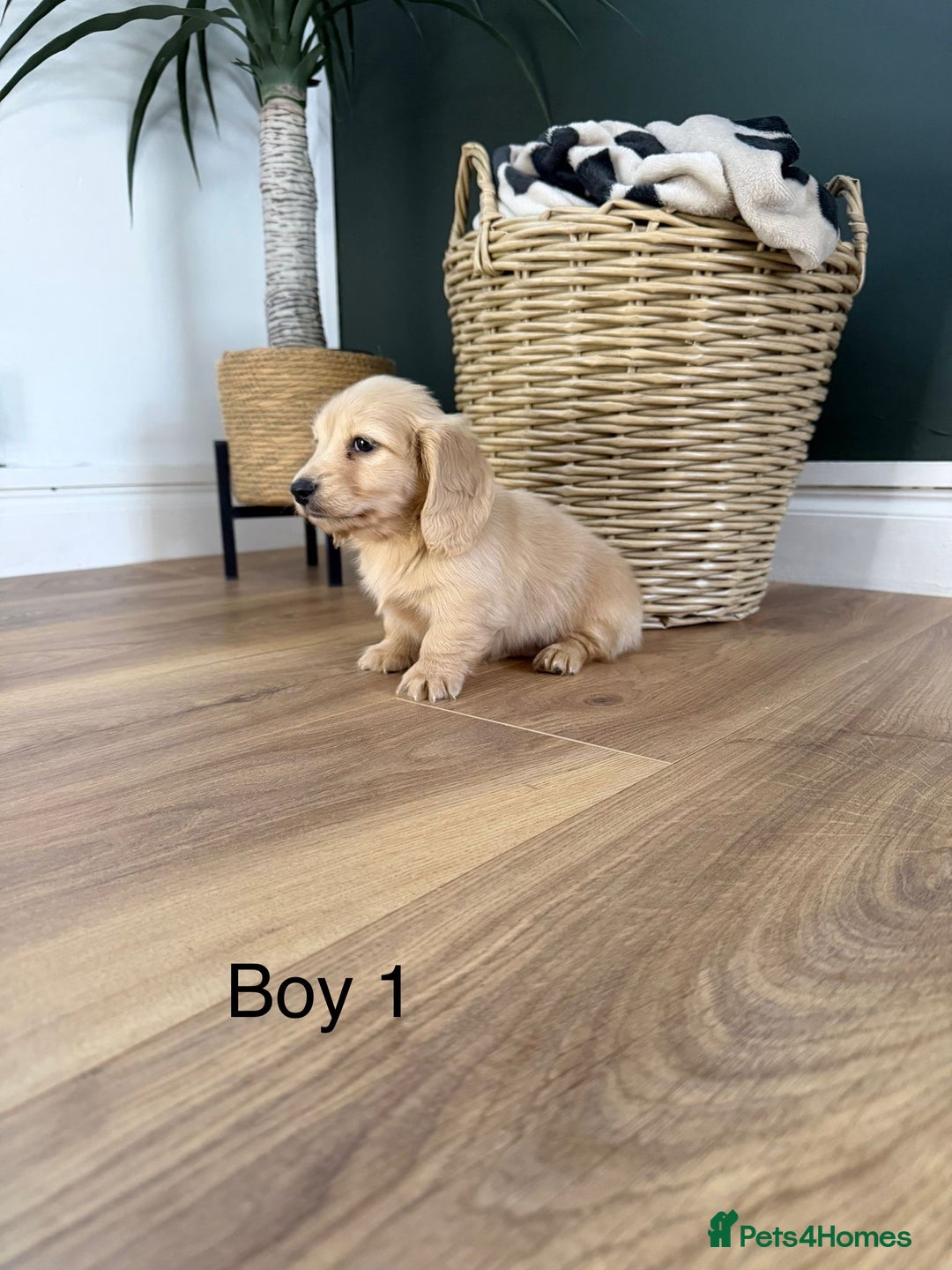 Miniature Dachshund dogs for sale: Longhair miniature dachshund  - Advert 3