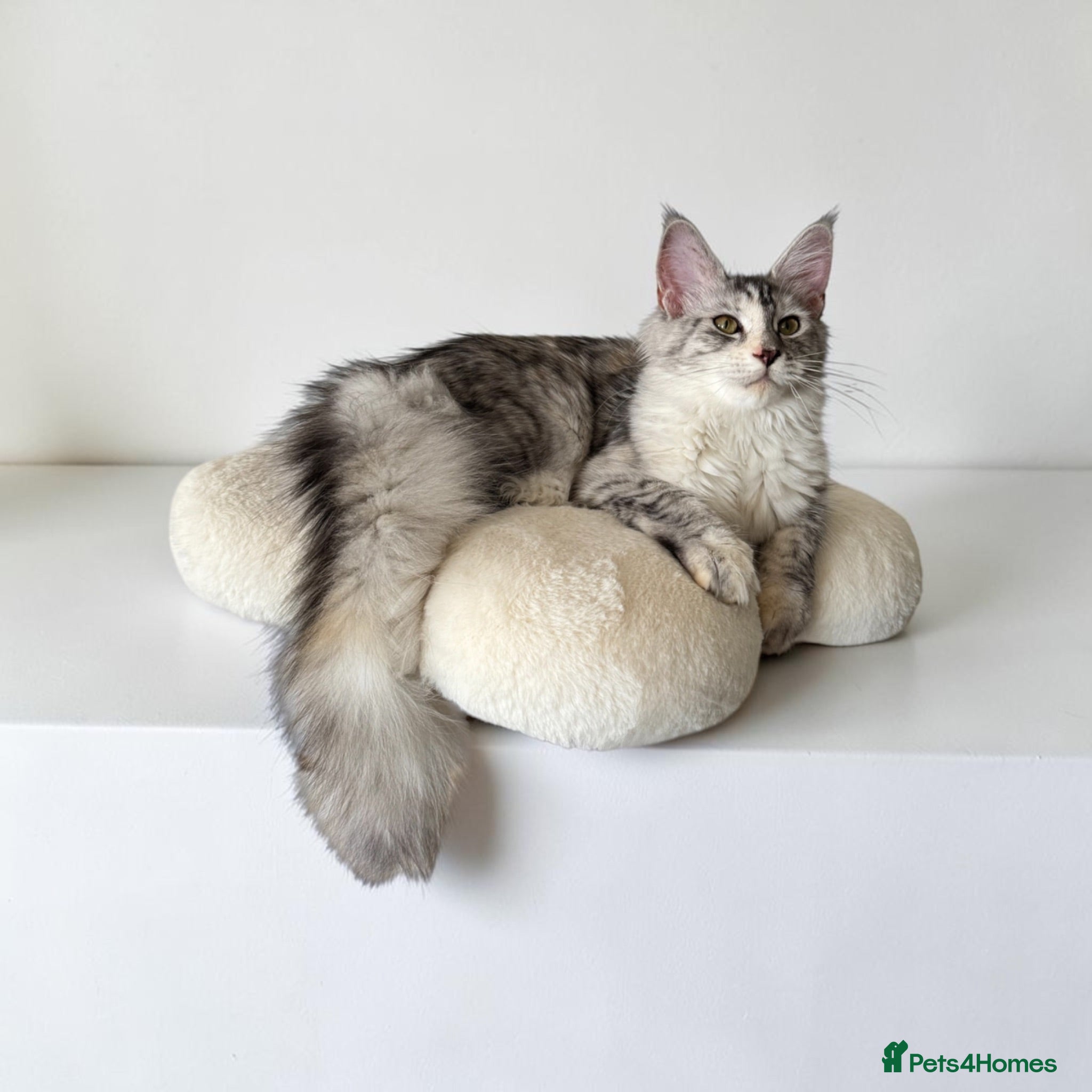 Maine Coon cats for sale: 🌟🌟Jadore  – Beautiful Girl Maine Coon 🌟🌟 - Advert 2