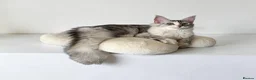 Maine Coon cats for sale: 🌟🌟Jadore  – Beautiful Girl Maine Coon 🌟🌟 - Advert 1