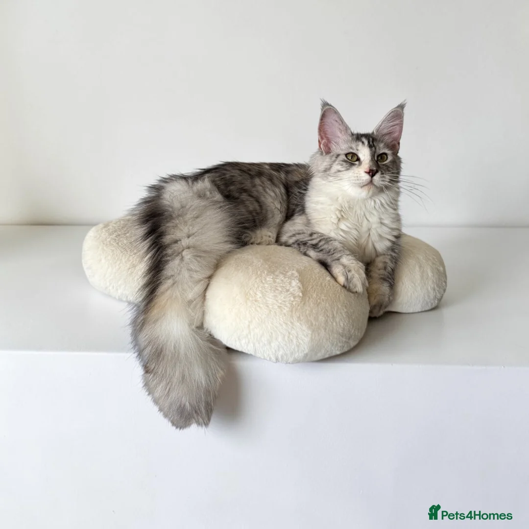 Maine Coon cats for sale: 🌟🌟Jadore  – Beautiful Girl Maine Coon 🌟🌟 - Advert 1