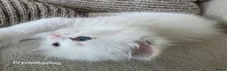 Ragdoll cats for sale: 🐾✨ Champion Line Ragdoll Kittens for Sale ✨🐾 - Advert 5