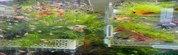 Platies fish for sale: Beautiful small Platy, Guppy Molly &Pleco-HobbyTK - Advert 21