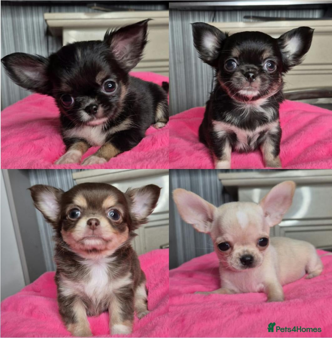 Chihuahua dogs KC registered Chihuahua puppies  - Advert 3