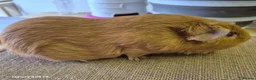 Guinea Pig rodents for sale: Male guinea and skinny pigs available  - Advert 3