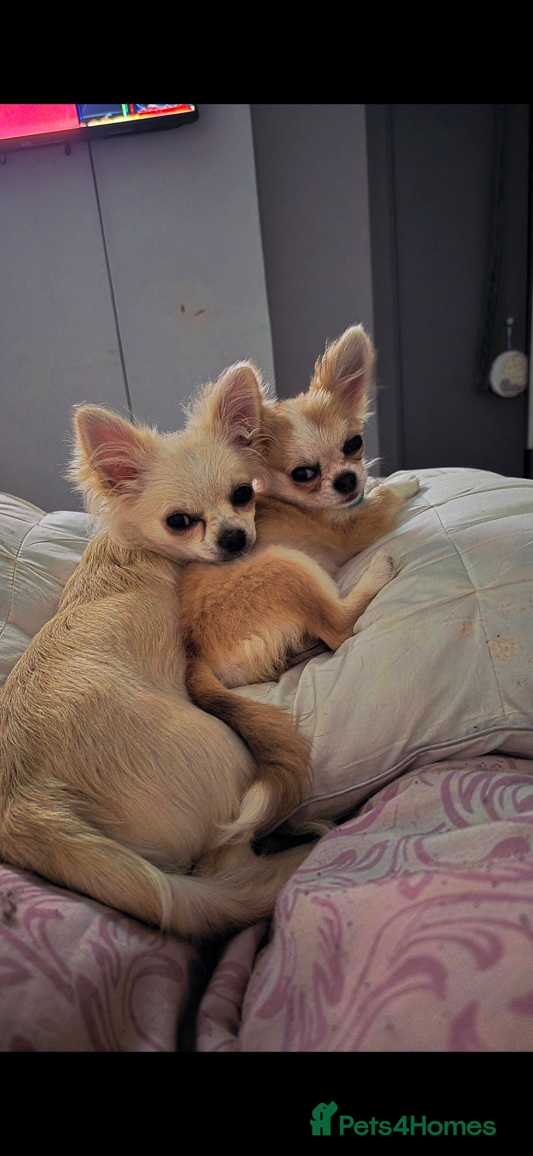 Chihuahua dogs Rocky ❤️ - Advert 2