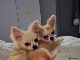 Chihuahua dogs Rocky ❤️ - Advert 1