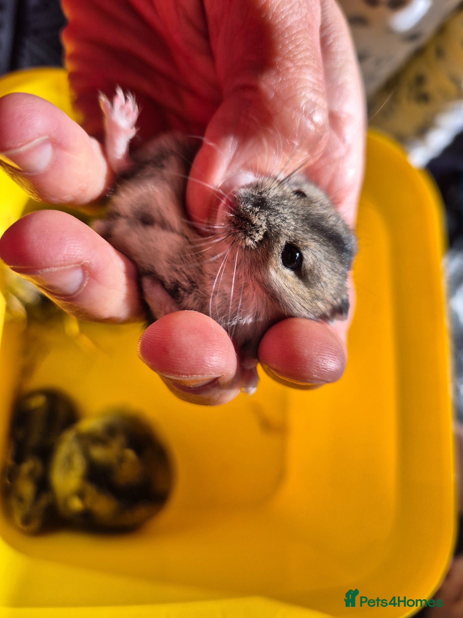 Hamster rodents for sale: Pedigree dwarf baby hamsters - Advert 8