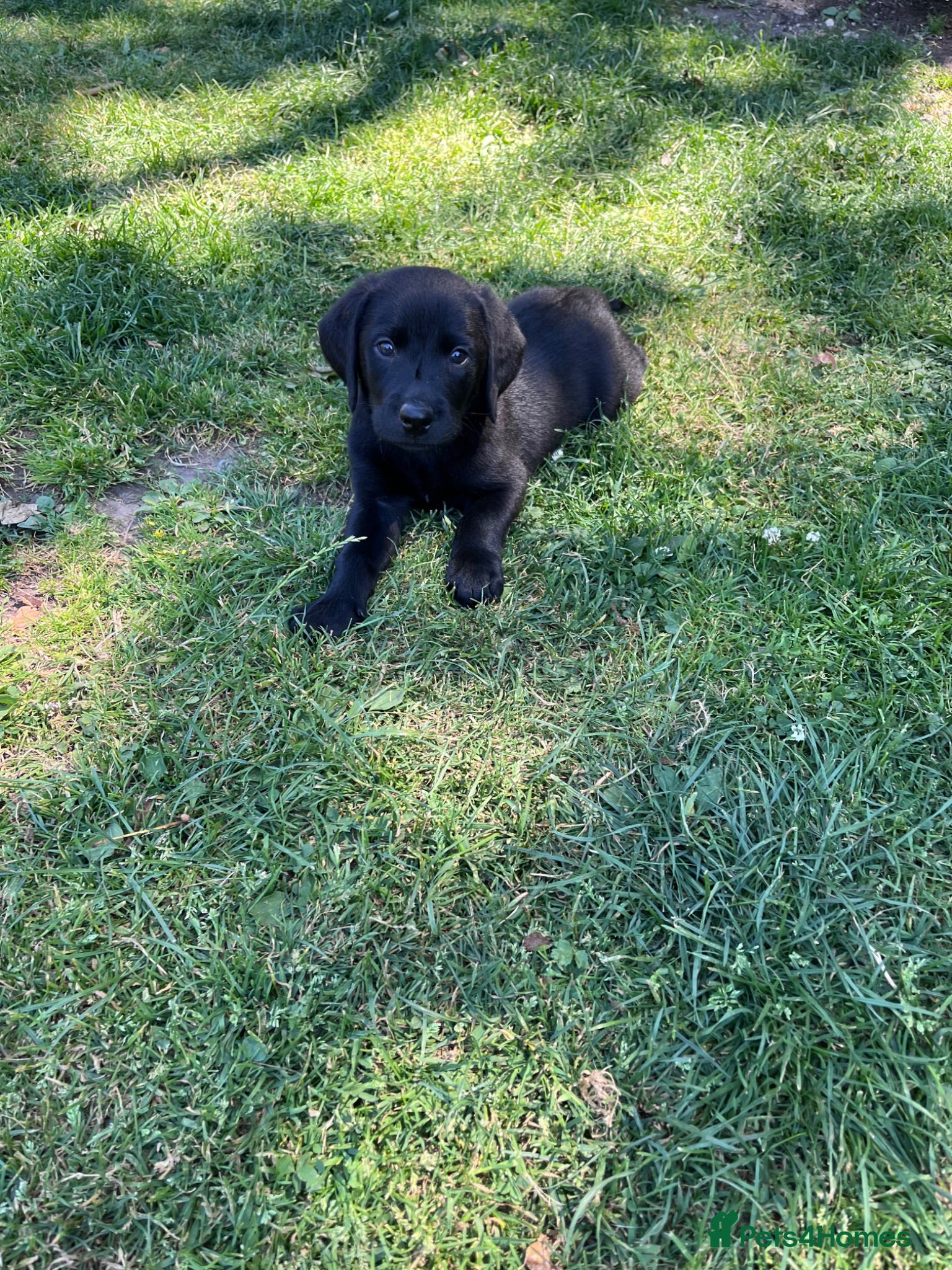 Labrador Retriever dogs Beautiful KC Registered Black Lab puppies  - Advert 2