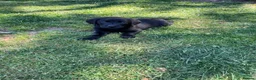 Labrador Retriever dogs for sale: KC Reg.Parents Fully Health Tested.Ready Now - Advert 10