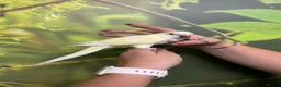 Parakeets birds for sale: Hand Reared Parrots/parakeets At Urban Exotics  - Advert 2