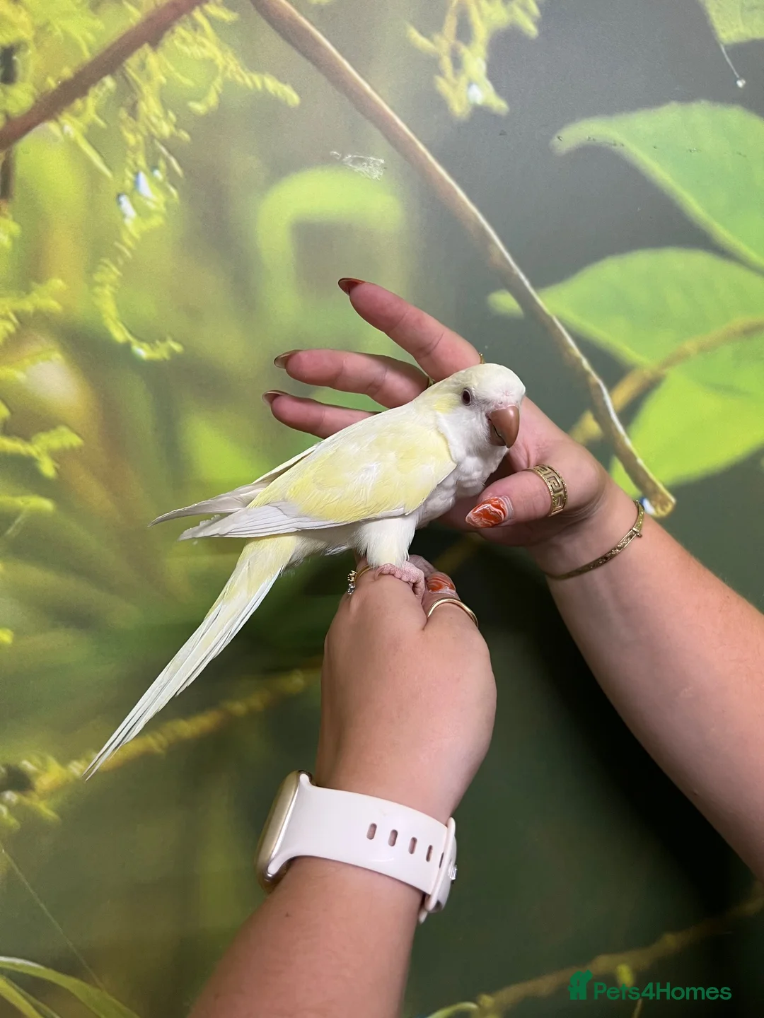 Parakeets birds for sale: Hand Reared Parrots/parakeets At Urban Exotics  - Advert 2