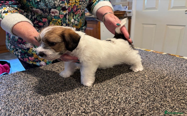 Jack Russell dogs - Advert 7