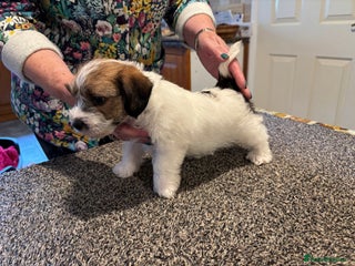 Jack Russell dogs - Advert 18