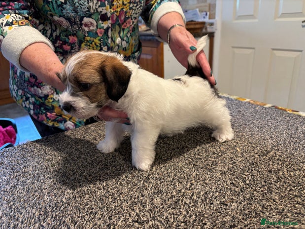 Jack Russell dogs - Advert 2