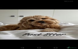 Cavapoo dogs for sale: Reserved pendling collection  - Image 6