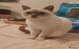 British Shorthair cats for sale: Pegidree adult loving British Shorthair for sake - Image 5