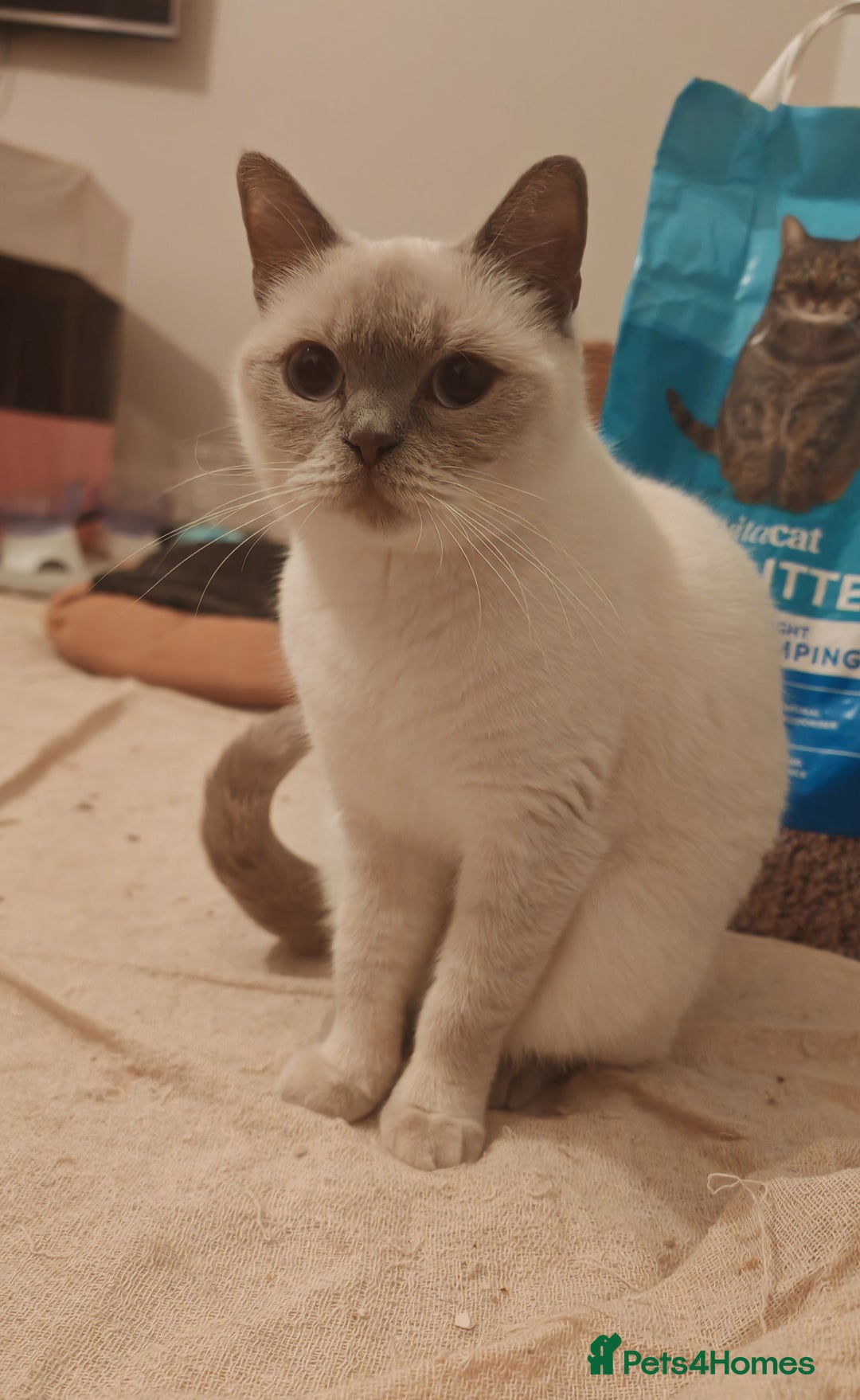 British Shorthair cats for sale: Pegidree adult loving British Shorthair for sake - Image 5