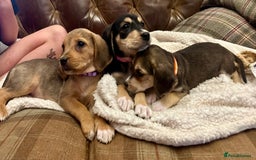 Mixed Breed dogs for sale: Labrador x beagles  - Image 1