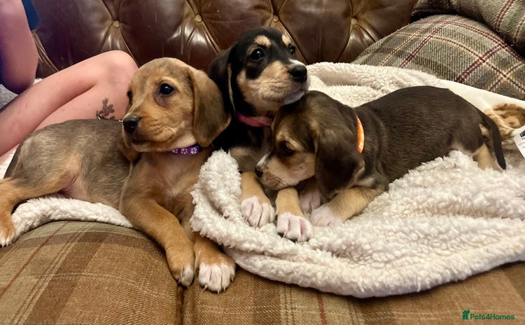 Mixed Breed dogs - Advert 4