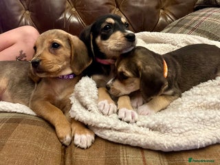 Mixed Breed dogs - Advert 1