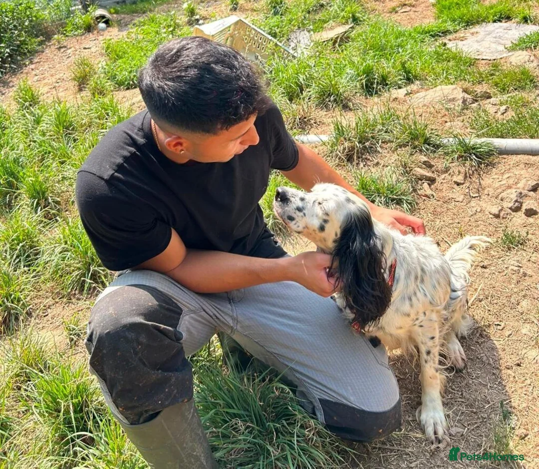 English Setter dogs for adoption: Musa  in New Romney - Advert 11