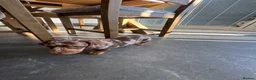 Miniature Dachshund dogs for sale: Ready now Beautiful miniature dachshund  - Advert 9