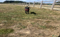 Labradoodle dogs for sale: male labradoodle for sale  - Image 2