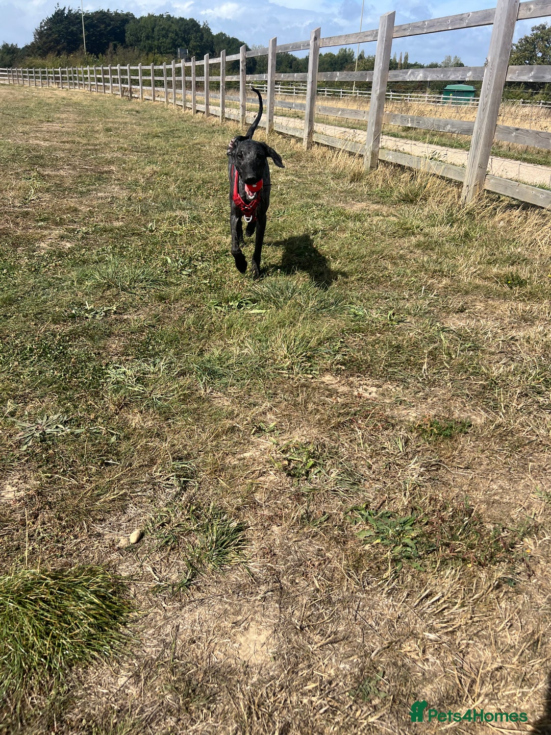 Labradoodle dogs for sale: male labradoodle for sale  - Image 2